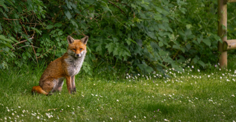 8 Reasons You Keep Seeing Foxes In Your Tennessee Yard