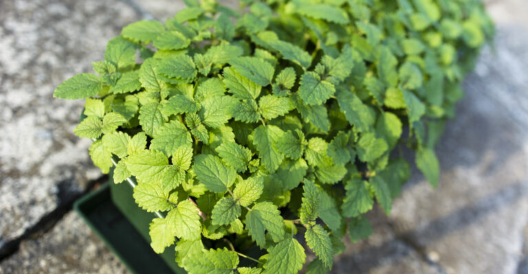 8 Reasons You Should Grow Lemon Balm By Your Rhode Island Patio