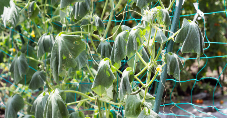 8 Reasons Your Cucumber Plants Wilt Even After Watering