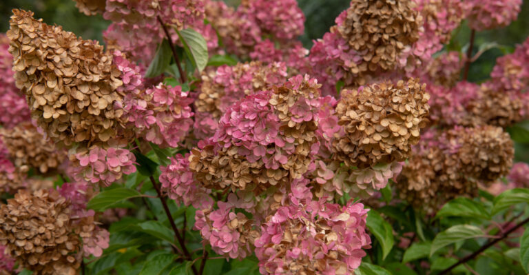 8 Reasons Your Hydrangea Flowers Are Turning Brown
