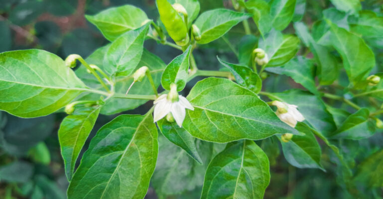 8 Reasons Your Illinois Pepper Plants Are Blooming But Not Setting Fruit