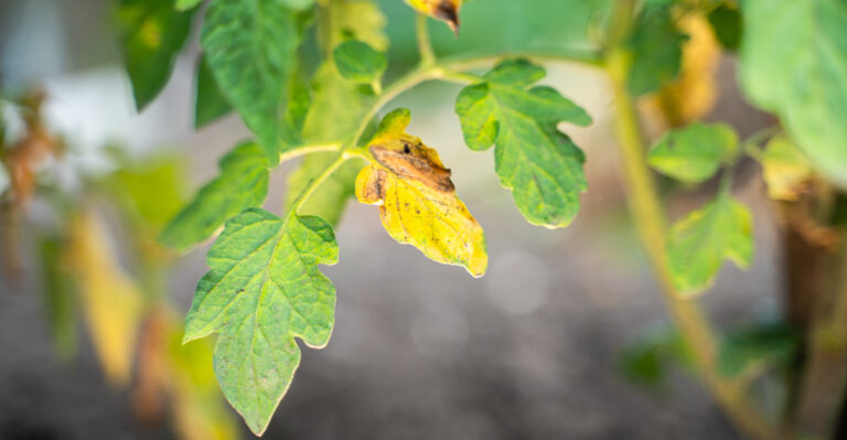 8 Reasons Your Tomato Leaves Are Turning Yellow In Massachusetts