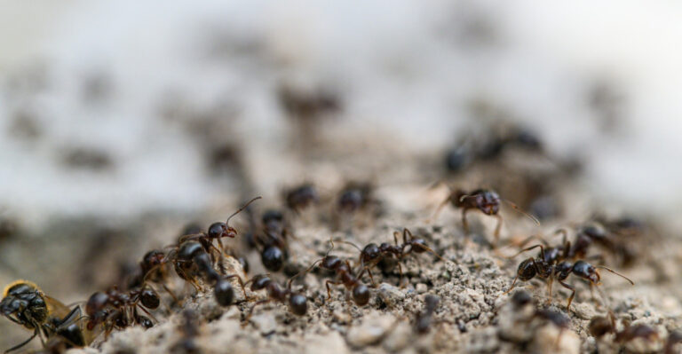 8 Reasons Your Wisconsin Lawn Is Covered In Ant Hills And How Homeowners Are Fighting Back