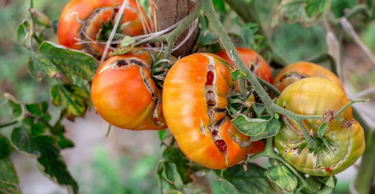 8 Reasons Your Wisconsin Tomatoes Split Before You Pick Them And How To Stop It