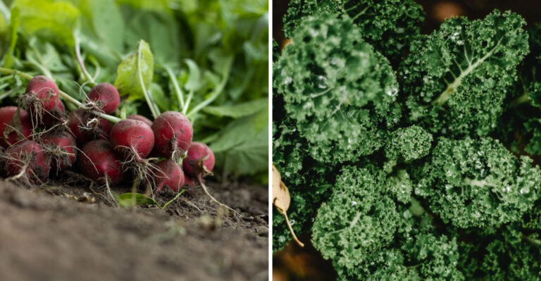 8 Reliable Vegetables Missouri Gardeners Direct Sow In July For Fall