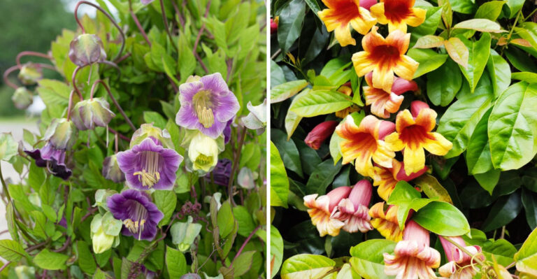 8 Safest Fast-Growing Climbing Plants For Missouri Fences