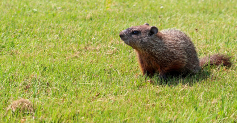 8 Signs A Groundhog Has Moved Into Your Minnesota Garden