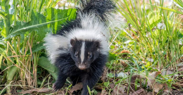8 Signs A Skunk Is Secretly Living In Your New Jersey Yard