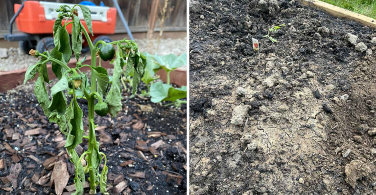 8 Signs Your Georgia Garden Soil Is Struggling During Summer