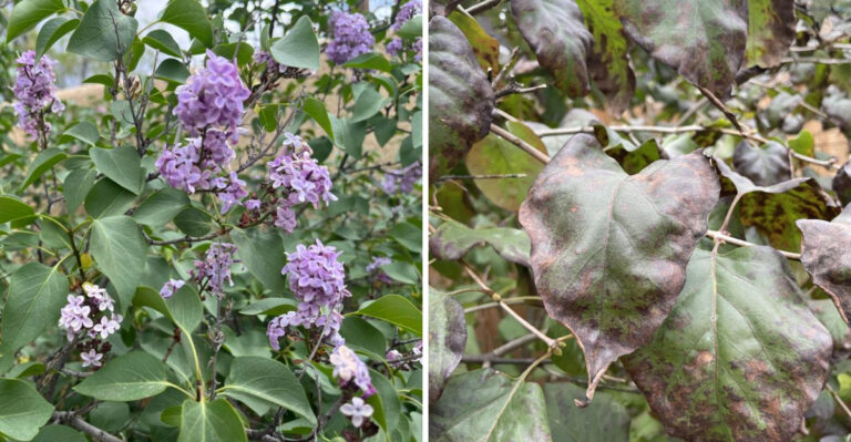 8 Signs Your Michigan Lilac Has Blight And What To Do Right Away