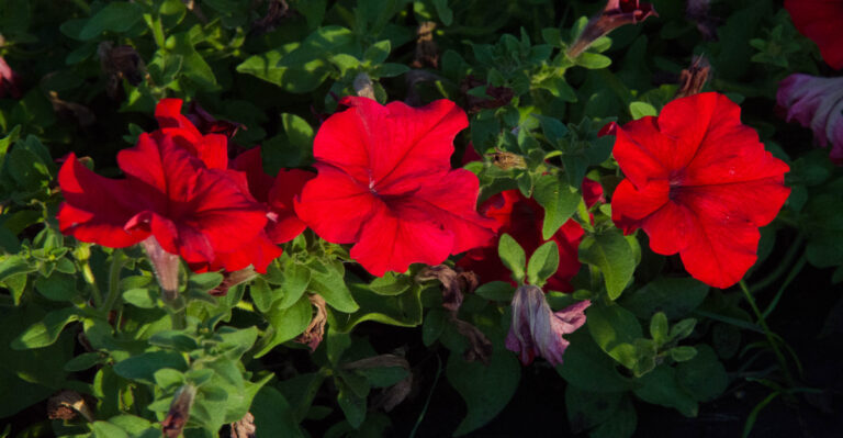 8 Signs Your Petunias Need Help Before Temperatures Climb