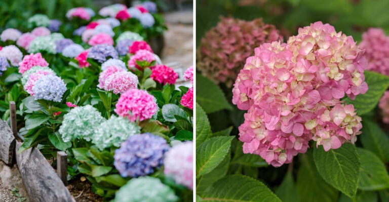 8 Simple Tricks New Jersey Gardeners Use For Fuller Hydrangeas