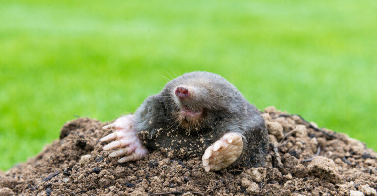 8 Simple Ways To Mole-Proof Your Delaware Lawn This Season