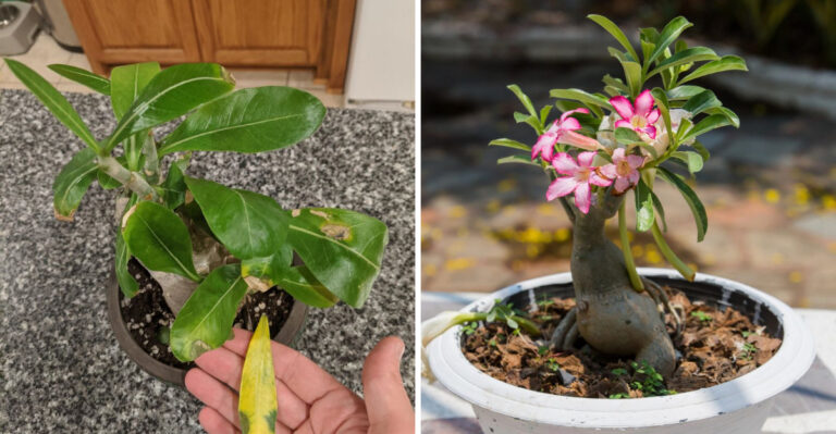heat-damaged desert rose