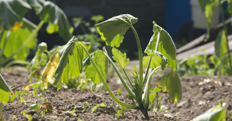 8 Steps To Take Right Now To Save Your Heat-Stressed Plants In Florida