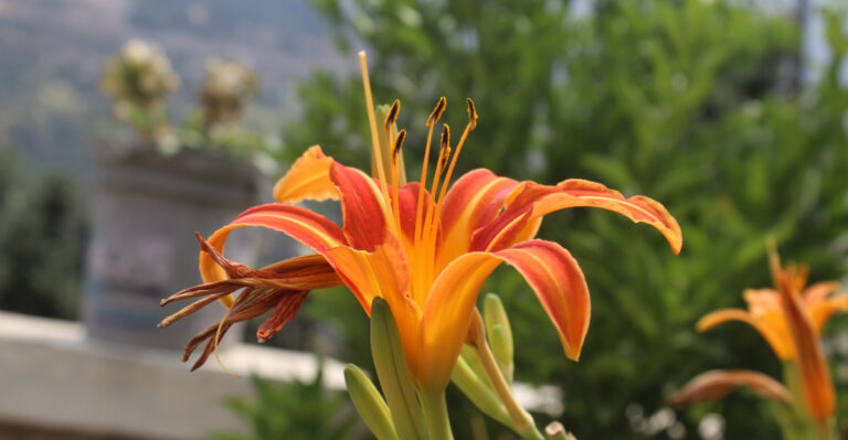 8 Steps Wisconsin Gardeners Take The Moment Daylilies Start Blooming