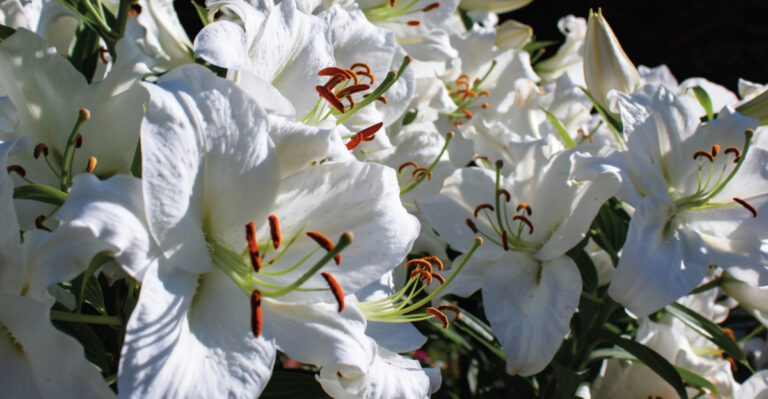 8 Summer Daylily Tasks Every Kentucky Gardener Should Know