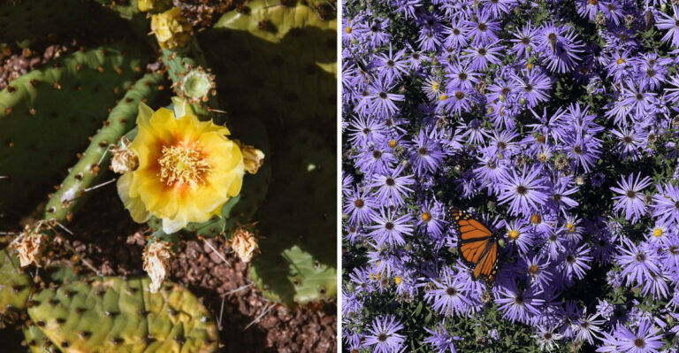 8 Tennessee Plants That Basically Water Themselves