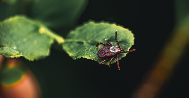 8 Tennessee Yard Habits That Make Your Tick Problem Worse
