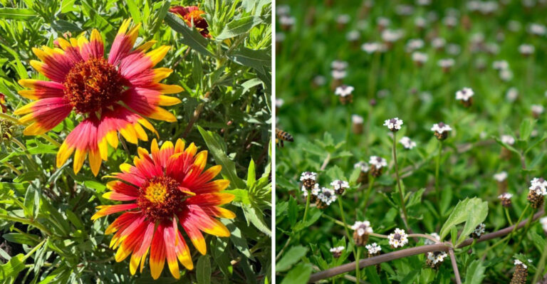 8 Texas Natives That Outcompete Weeds In Garden Beds
