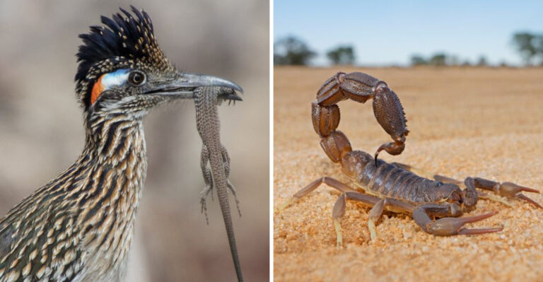 8 Things A Texas Roadrunner Eats In Your Garden Every Single Day