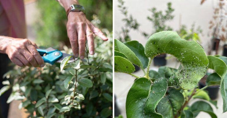 8 Things Connecticut Gardeners Should Do When Heat Waves Won’t Let Up