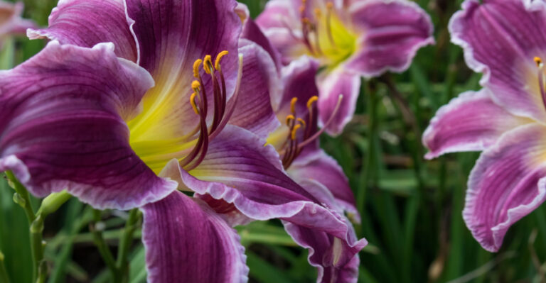 8 Things Every Indiana Gardener Should Do When Daylilies Start Blooming