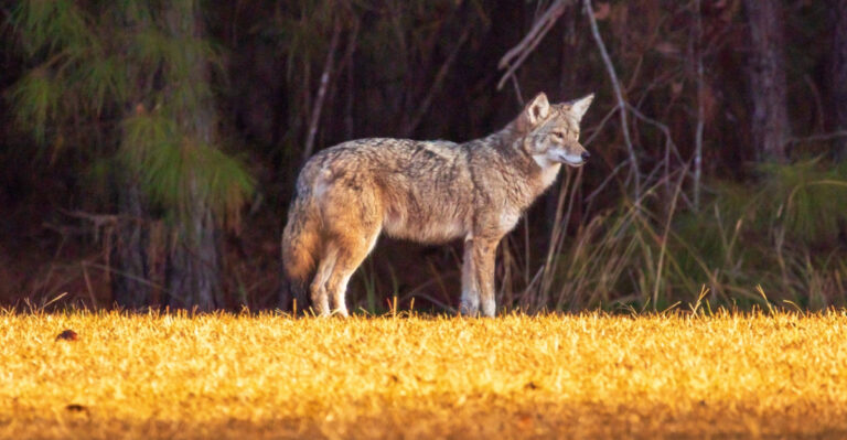 8 Things In Your Wyoming Yard That Could Be Attracting Coyotes
