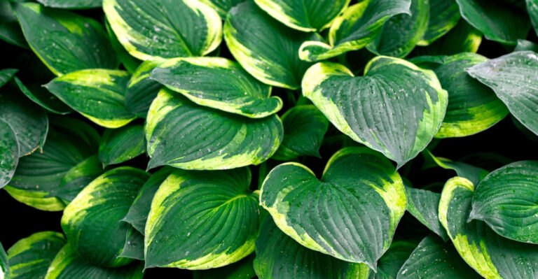 8 Things Maryland Gardeners Should Do With Hostas In June For Bigger, Fuller Plants