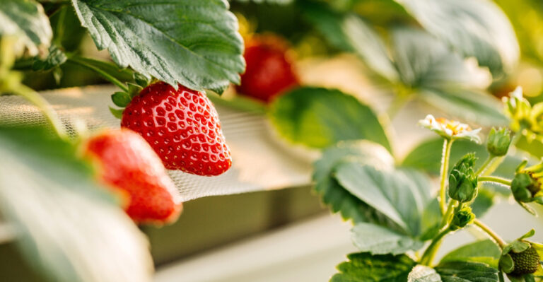 8 Things Missouri Strawberry Growers Wish They Had Known Sooner