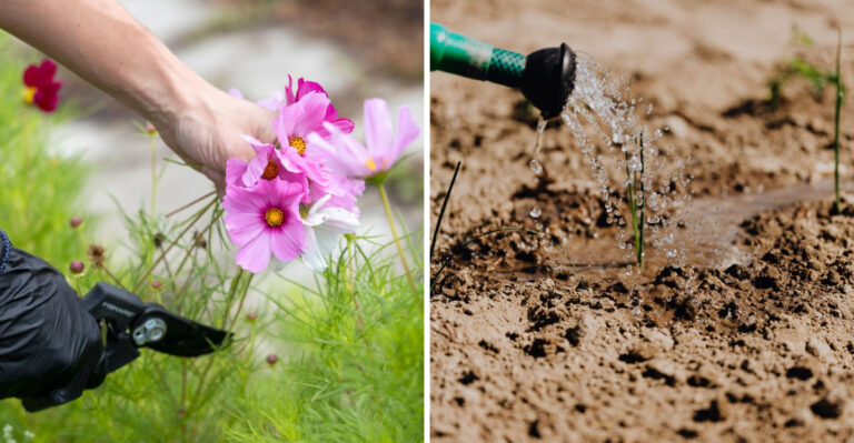 8 Things New York Gardeners Should Do When Summer Heat Refuses To Let Up
