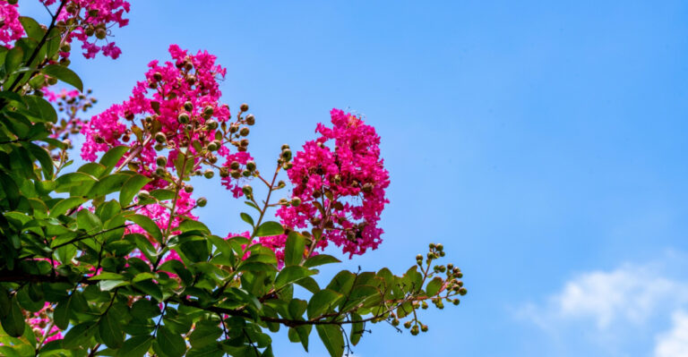 8 Things To Do For Your Crape Myrtles Before Kentucky Summer Kicks In