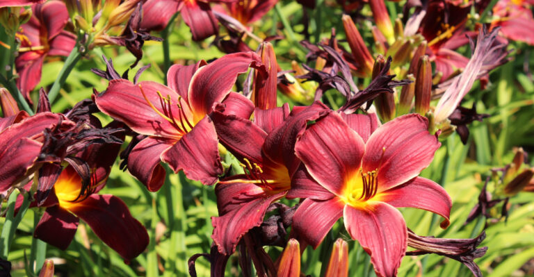 8 Things To Do Once Maryland Daylilies Start Blooming For A Fuller Second Flush
