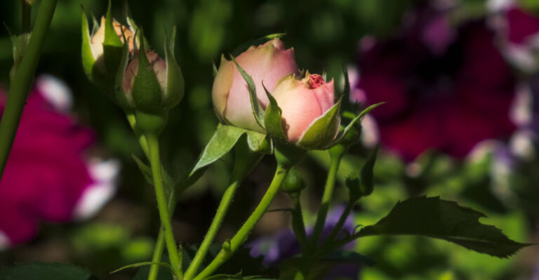 8 Things To Do The Moment Your Virginia Roses Start Setting Buds