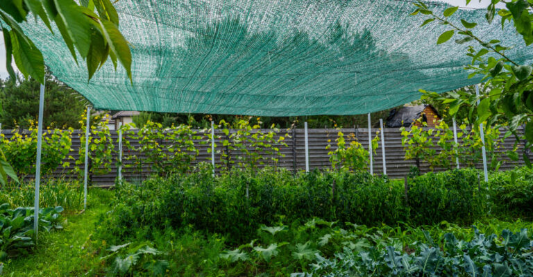 8 Things To Do With Your Massachusetts Garden When Heat Refuses To Let Up