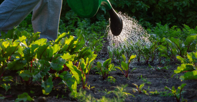 8 Things Virginia Gardeners Can Still Do When Drought Restrictions Hit
