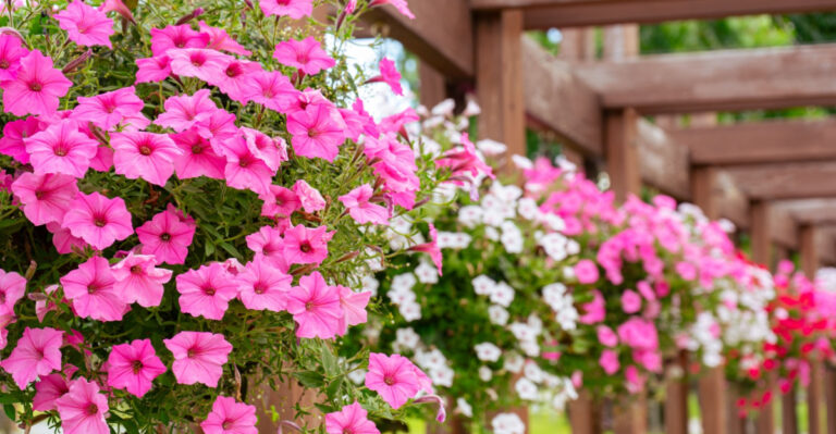8 Things Washington Gardeners Get Wrong About Growing Petunias
