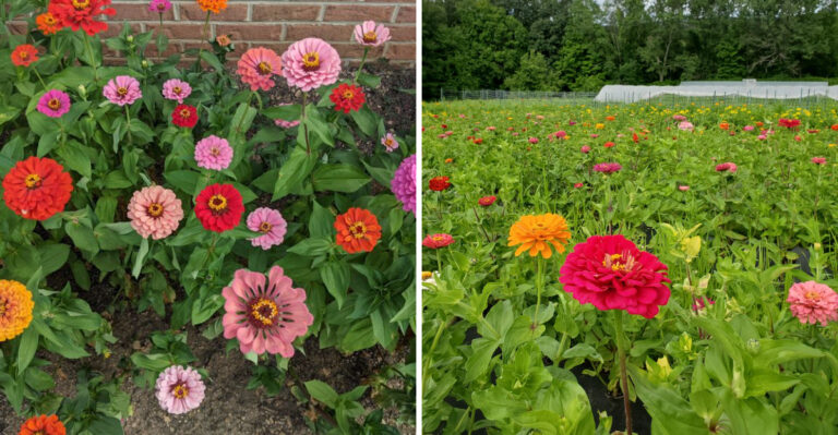 8 Tricks North Carolina Gardeners Use To Keep Zinnias Blooming Through Summer