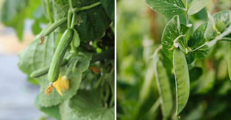 8 Vegetables Perfect For Vertical Gardens In New York