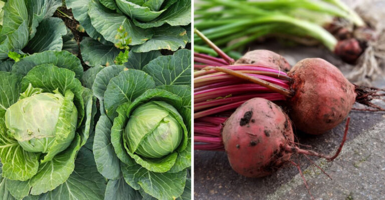 8 Vegetables Wyoming Gardeners Can Still Plant In June For Fall Harvest