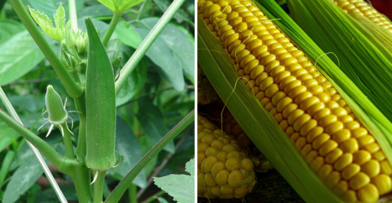 8 Vegetables You Can Actually Still Plant In Maryland In June