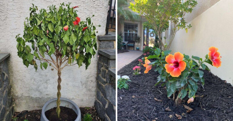 8 Ways Florida Gardeners Can Help Heat-Stressed Hibiscus Recover