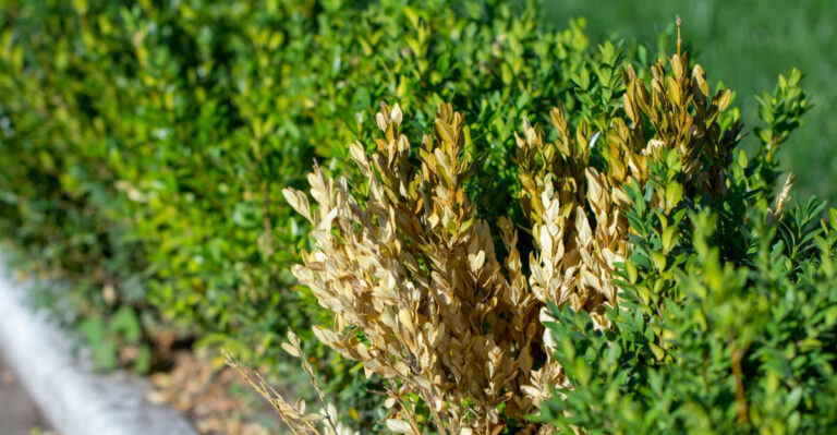 8 Ways To Tell If Your Iowa Boxwood Has Blight Before It Spreads