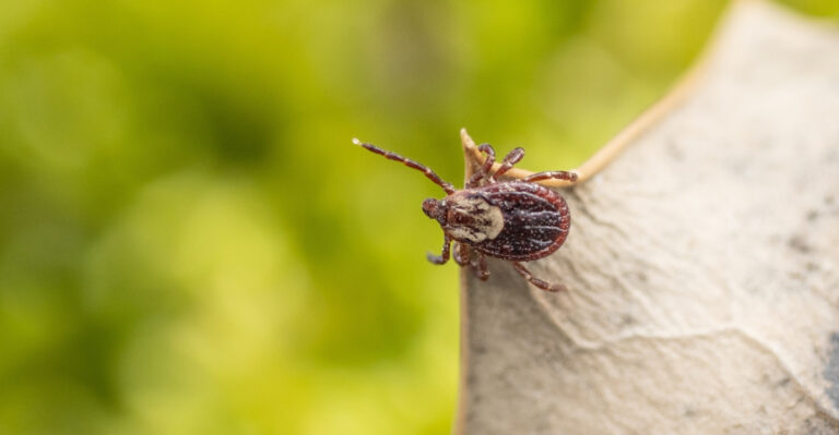 8 Yard Conditions That Keep Ticks Coming Back In Virginia