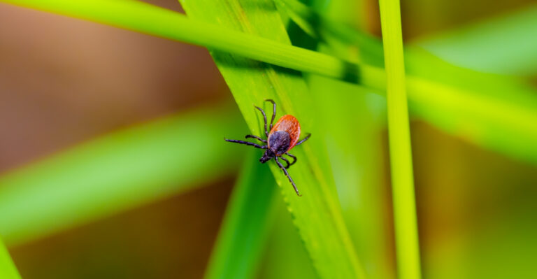 8 Yard Habits Quietly Inviting Ticks Into Your Maryland Home