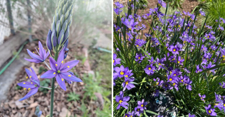 9 Beautiful Purple Plants To Grow In Your Oregon Flower Garden