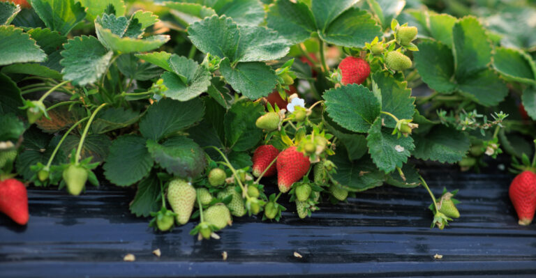 9 Common Mistakes That Are Reducing Your Illinois Strawberry Harvest