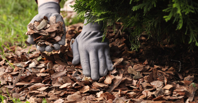 9 Common Mulching Mistakes That Can Ruin Oregon Plants Fast