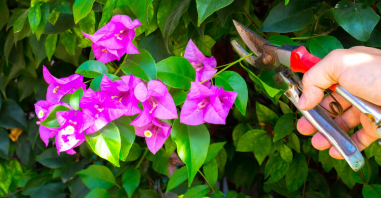 9 Desert Plants To Prune In June In Arizona Before Heat Takes Over