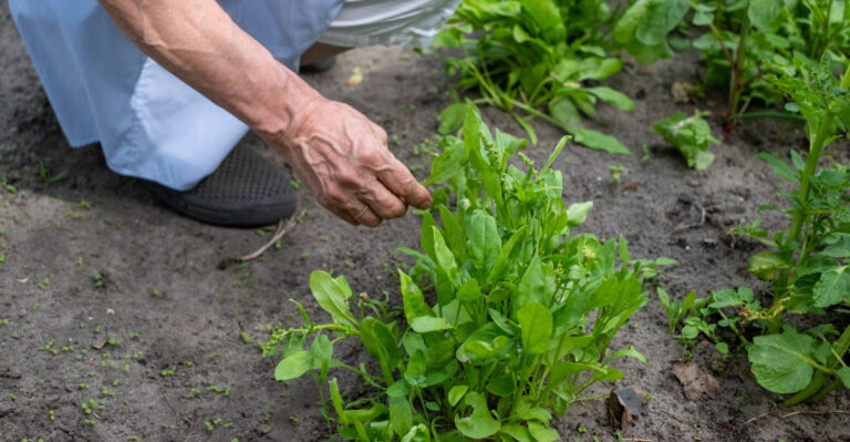 9 Gardening Tricks Michigan Grandparents Used That Still Work Today